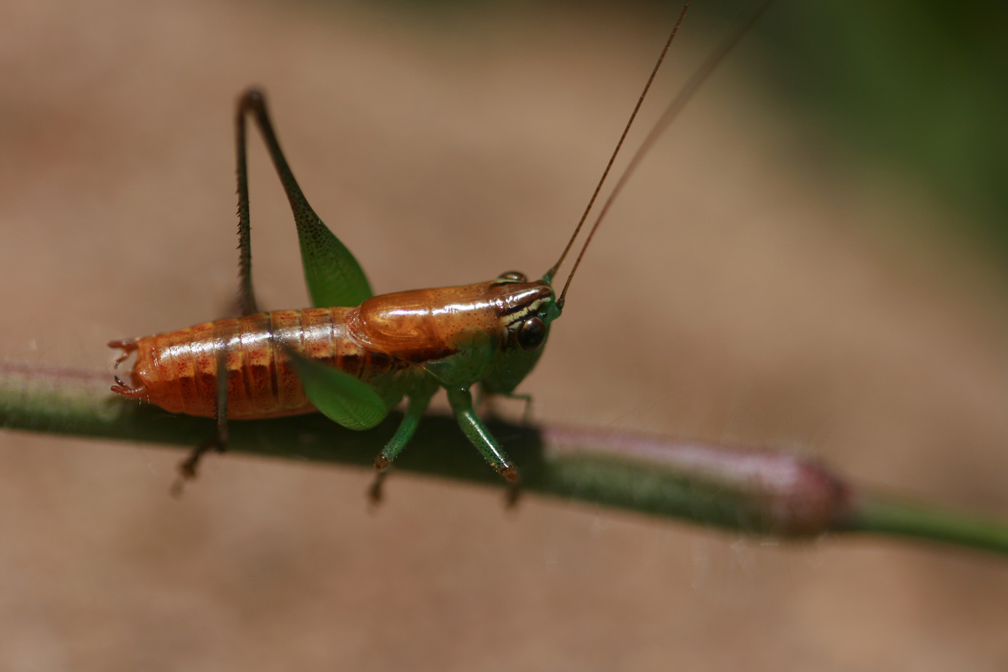 Fulvoscirtes fulvotaitensis Hemp, 2012: male, Grassland Wundanyi, Taita Hills, Kenya. (Otu).