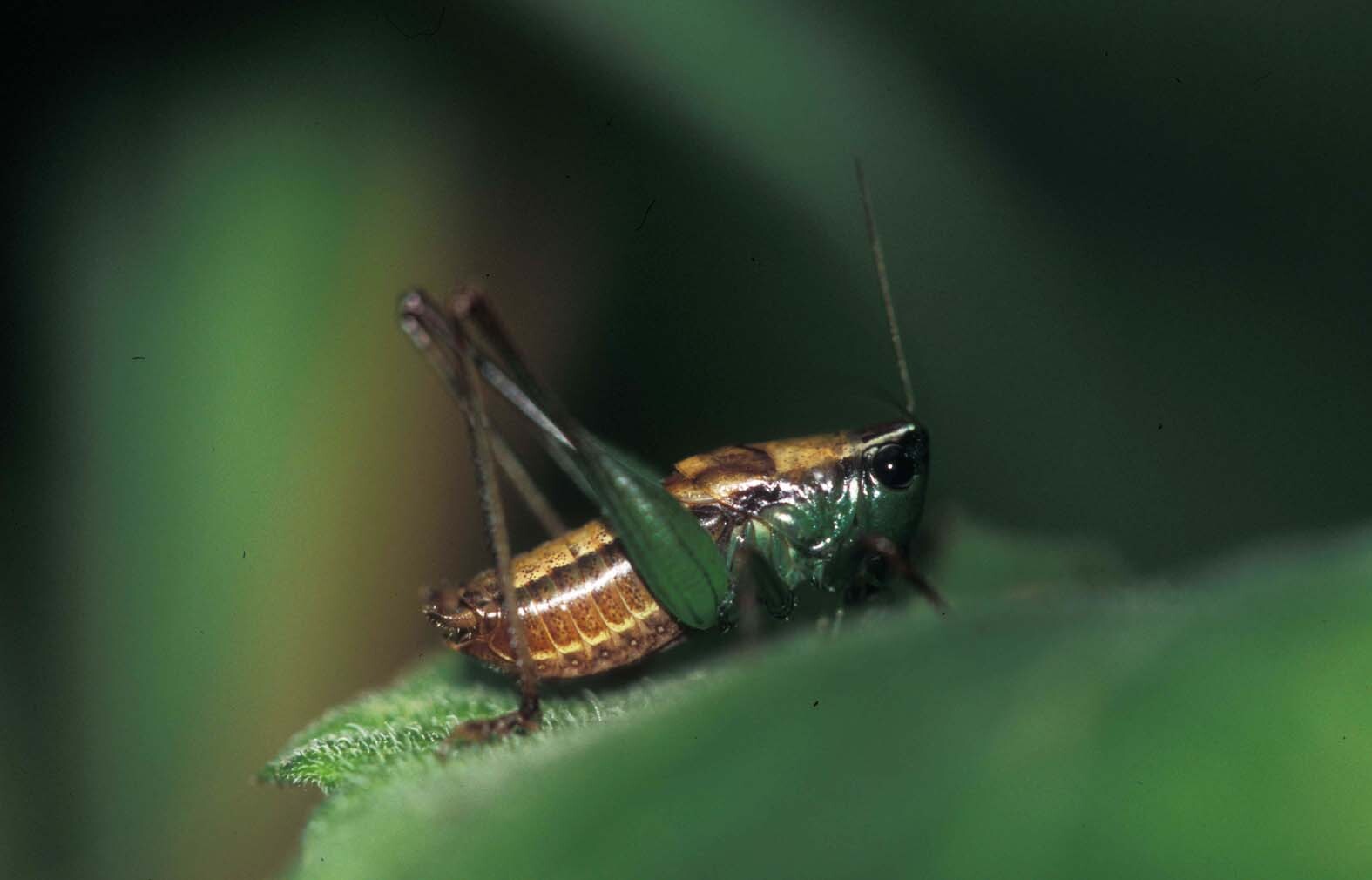 Fulvoscirtes laticercus Hemp, 2012: male (Mt. Sabuk). (Otu).