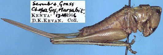 CollectionObject 1516727; 5d6af1ae-b45a-46bd-9881-1f7e9baef925: female, lateral view (holotype). (CollectionObject).