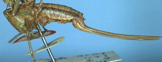 Acanthoscirtes kevani (Chopard, 1954): female, lateral view (paratype). (Otu).