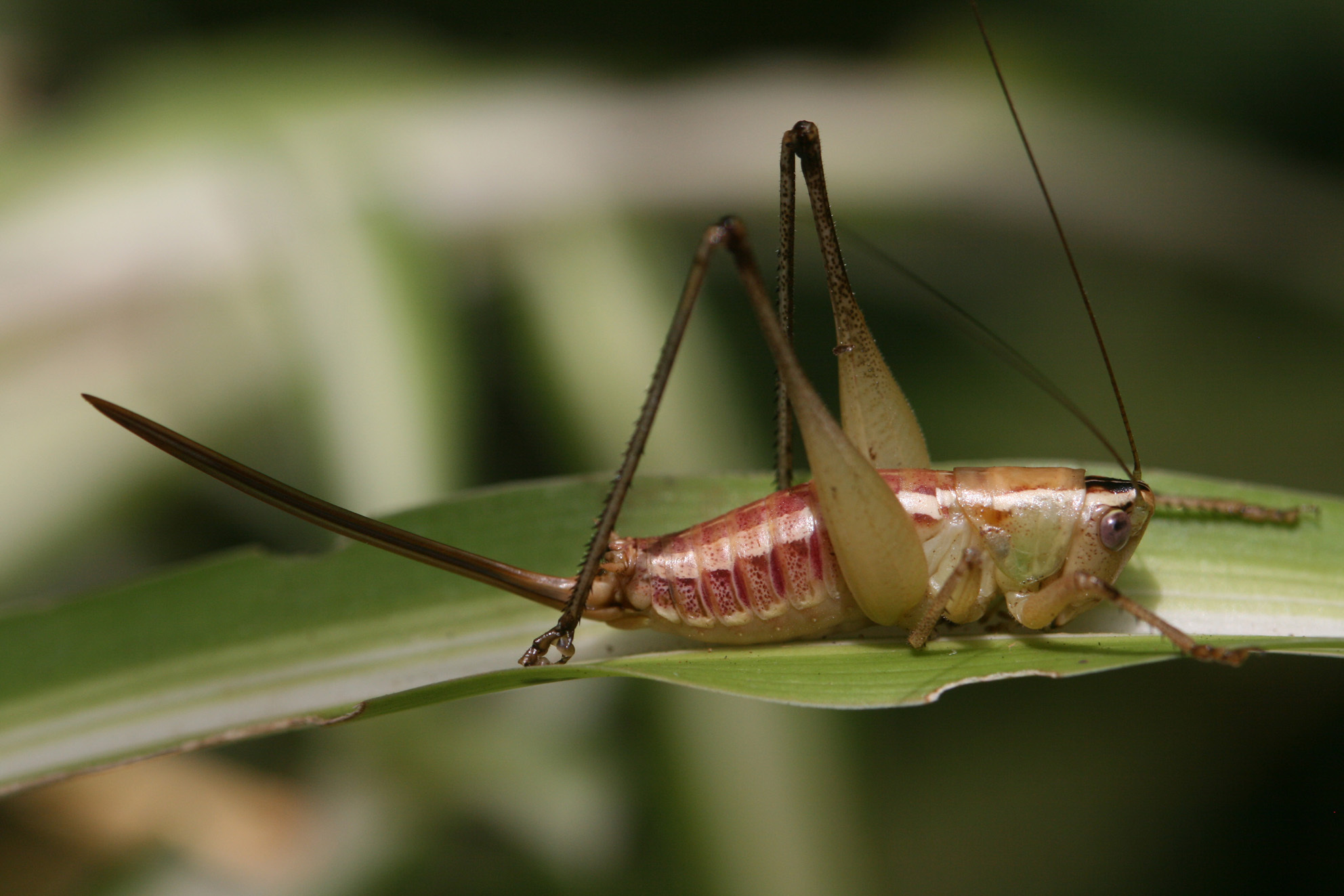 Acanthoscirtes albostriatus Hemp, 2012: female. (Otu).