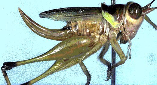 Lipotactomimus rowelli Naskrecki, 2000: female (Costa Rica, San Jose Prov., Fila Diamante). (Otu).