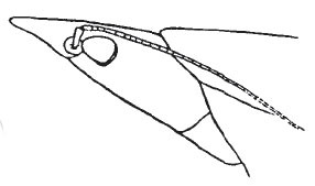 Eucaulopsis truncata Hebard, 1931: Pl. 1, Fig. 10 (after type). lateral outline of male head. (Otu).