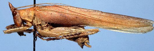Acantheremus tenuis Naskrecki, 1997: male (paratype). (Otu).