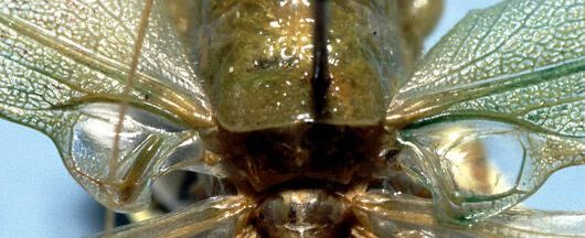 Acantheremus dominicanus Naskrecki, 1997: male stridulatory apparatus (paratype). (Otu).