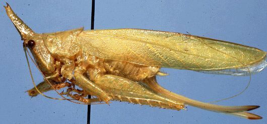 Acantheremus major Naskrecki, 1997: female, lateral view (paratype). (Otu).