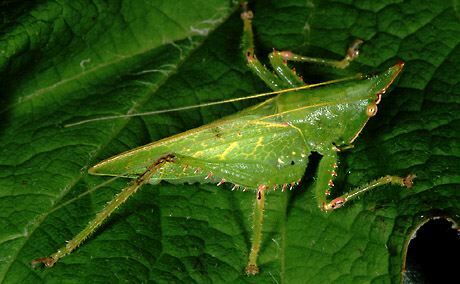 Acantheremus colwelli Naskrecki, 1997: male (Costa Rica, Heredia, La Selva). (Otu).