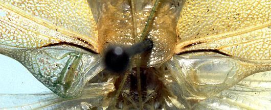 Acantheremus cohni Naskrecki, 1997: male stridulatory apparatus (paratype). (Otu).