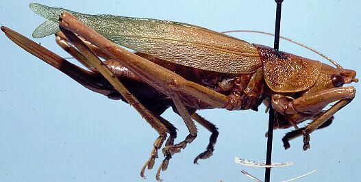 Banza nihoa Hebard, 1926: female, lateral view (paratype). (Otu).