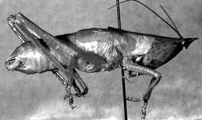 Belocephalus sabalis Davis, 1912: male. (Otu).