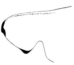 Belocephalus subapterus Scudder, 1875: Pl. 8 fig. 3. male (Belocephalus subapterus rehni) lateral view of fastigium. (Otu).