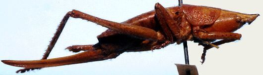 Belocephalus subapterus subapterus Scudder, 1875: female, lateral view (syntype). (Otu).