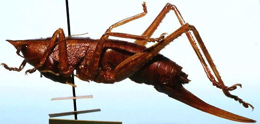 Belocephalus davisi Rehn & Hebard, 1916: female habitus, lateral view (allotype). (Otu).