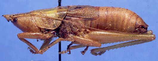 Belocephalus hebardi proximus Hebard, 1926: male, lateral view (paratype). (Otu).