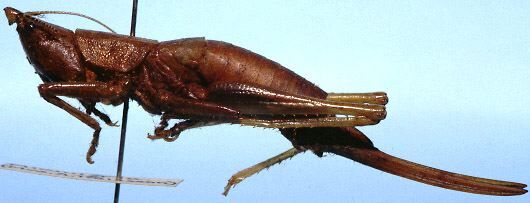 Belocephalus uncinatus Hebard, 1926: female, lateral view (allotype). (Otu).