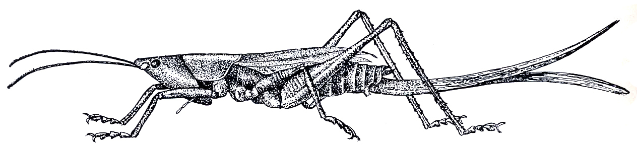 Bucrates malivolans (Scudder, 1878): Fig. 178 (after R. & H.). short-winged female (ovipositor 37-38.5 mm). (Otu).