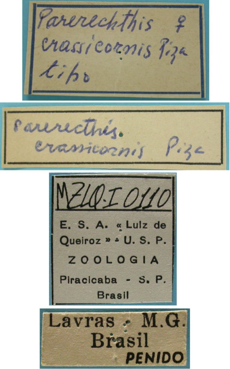 CollectionObject 1542653; DEES MZLQ-I0110, 706c3de2-6d6a-4f8f-b514-ddb91a202d8b: female, labels (holotype). (CollectionObject).