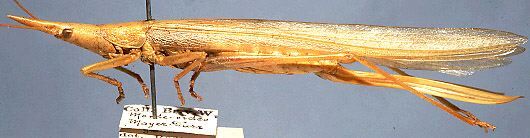 Caulopsis gracilis Redtenbacher, 1891: female, lateral view (syntype). (Otu).