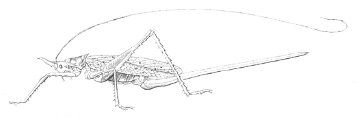 Copiphora azteca Saussure & Pictet, 1898: Pl. 19, fig. 1. female (pronotum 7.5 mm, ovipositor 48 mm). (Otu).