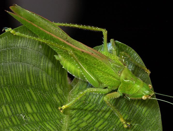 Copiphora brevirostris Stål, 1873: male, lateral view. (Otu).
