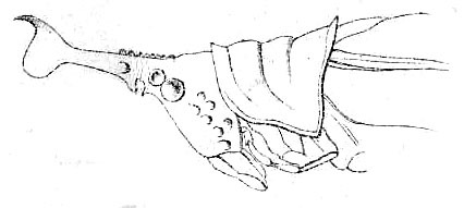 Copiphora cochleata Redtenbacher, 1891: Pl. III, Fig. 4. head and pronotum, lateral view. (Otu).