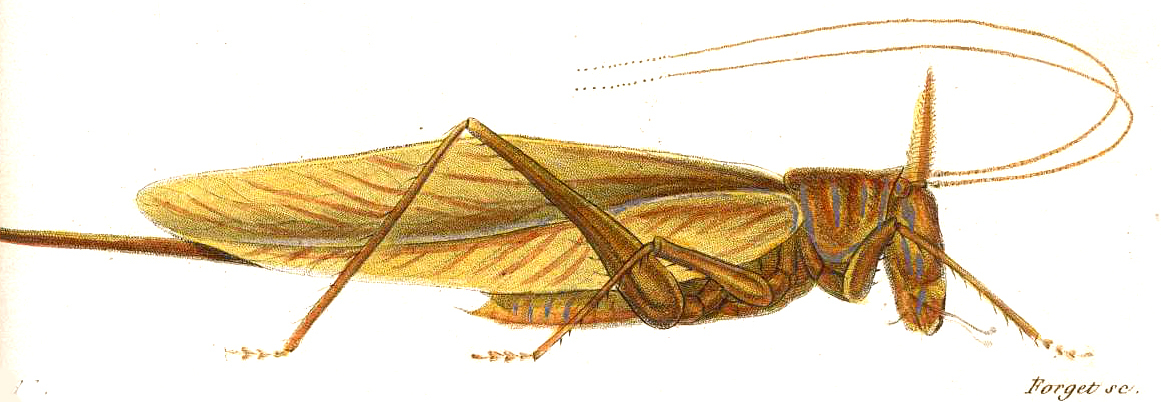 Copiphora cornuta cornuta (De Geer, 1773): Pl. 10, Fig. 3. female. (Otu).