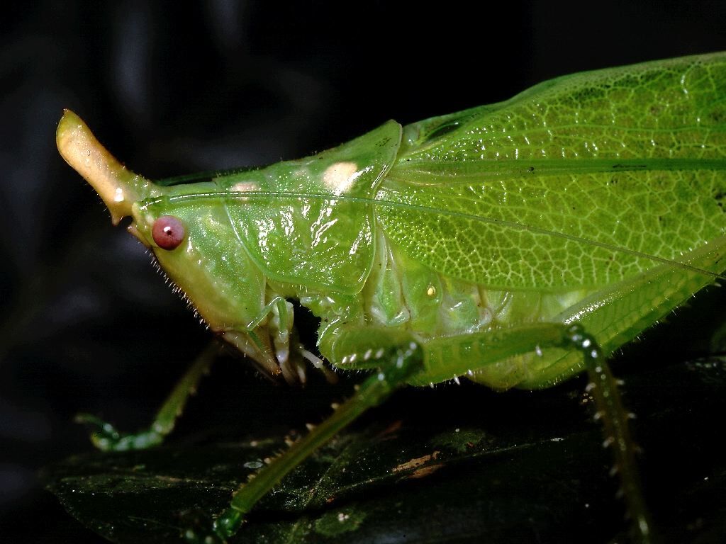 Copiphora cultricornis Pictet, 1888: photo: P. Naskrecki. male, head and pronotum (Costa Rica, Puntarenas Prov., Dominical). (Otu).