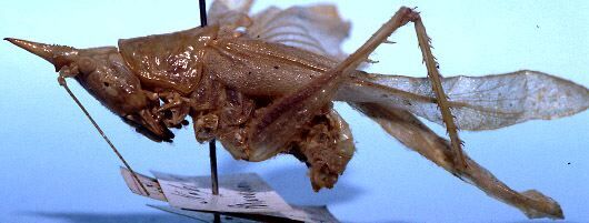 CollectionObject 1522234; 66d54993-eabb-44e7-a2bd-a4a4e5931246: male, lateral view (holotype). (CollectionObject).