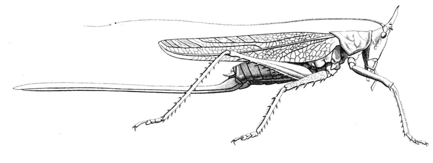 Copiphora longicauda Serville, 1831: Pl. 2, Fig. 24. female (as C. licornis, body length 41, pronotum 9, ovipositor 61, tegmen 46 mm). (Otu).