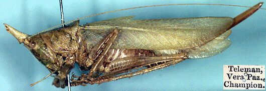 CollectionObject 1516833; 9c3be067-d985-4f88-9b13-08b66803970f: female (holotype) - pronotum length 10 mm, ovipositor 31 mm (Saussure & Pictet). (CollectionObject).