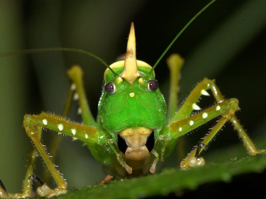 Copiphora rhinoceros Pictet, 1888: male, frontal view. (Otu).