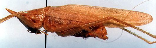 CollectionObject 1522235; 73a8474d-e2d3-4b6f-8370-545f6d371145: male, lateral view (holotype). (CollectionObject).