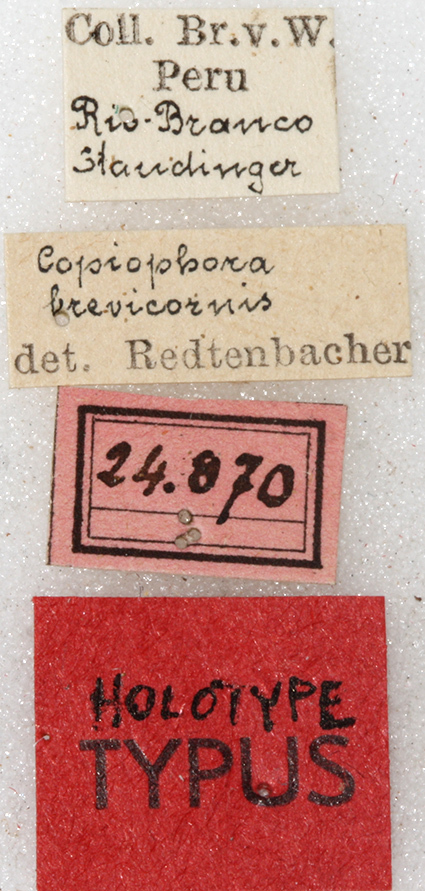 CollectionObject 1531617; NMW 24870, e627848b-a091-4acd-9241-8bf0cdf0d1a1: labels (syntype?). (CollectionObject).