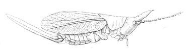 Copiphora cephalotes Saussure & Pictet, 1898: Pl. 19, Fig. 2. female (tegmina 27 mm, ovipositor 26 mm). (Otu).