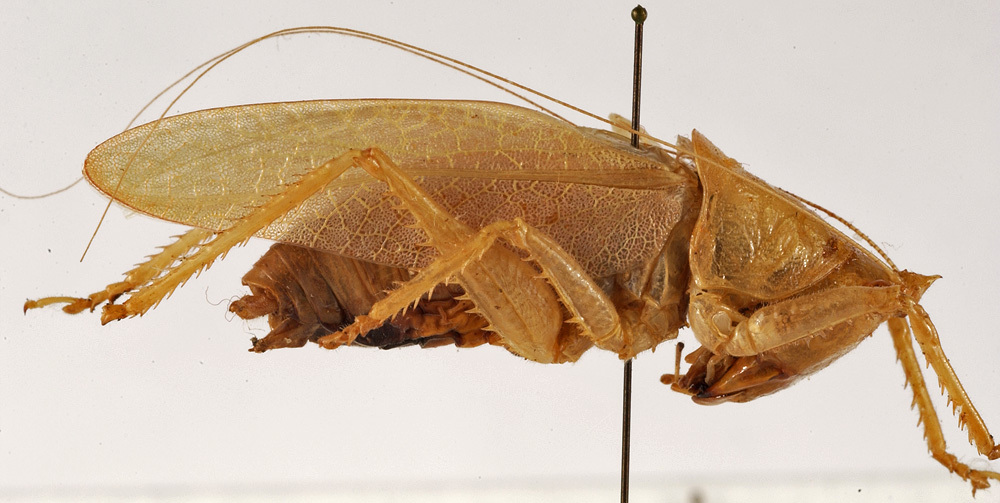 CollectionObject 1534496; 977f734c-bbc7-4ba2-ad28-c511a4e649cd: male habitus, lateral view (holotype). (CollectionObject).