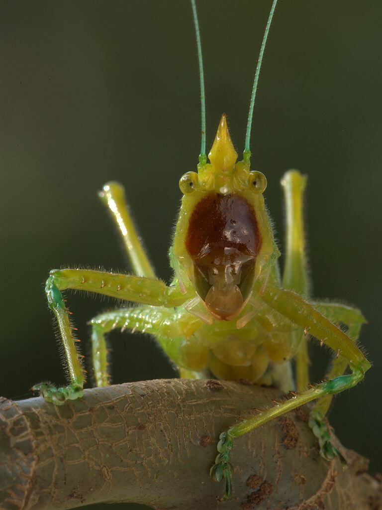 Copiphora hastata Naskrecki, 2000: male face. (Otu).