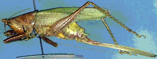 Copiphora ottei Naskrecki, 2000: female (Costa Rica, Puntarenas Prov., Sirena) (allotype). (Otu).