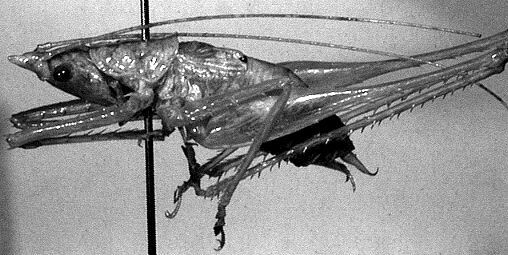 Daedalellus waehnerorum (Günther, 1940): male (Peru, Loreto) (not a type). (Otu).