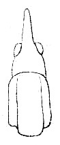 Euconocephalus australis (Bolívar, 1884): Pl. III, Fig. 41. head and pronotum, dorsal view. (Otu).