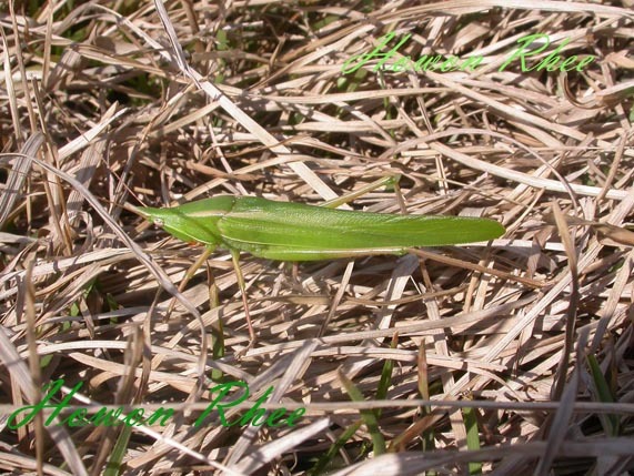 Euconocephalus nasutus (Thunberg, 1815): male (South Korea, Jeju Special Self-Governing Province). (Otu).