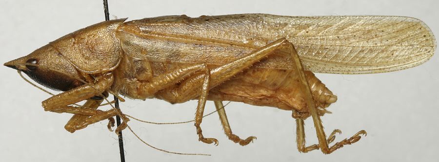 Lanista affinis Bolívar, 1906: male habitus, lateral view (lectotype). (Otu).