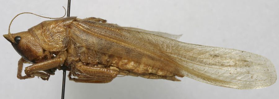 CollectionObject 1535041; 62e50921-dcb8-4dc6-874a-ec05c024a037: male, lateral view (lectotype). (CollectionObject).