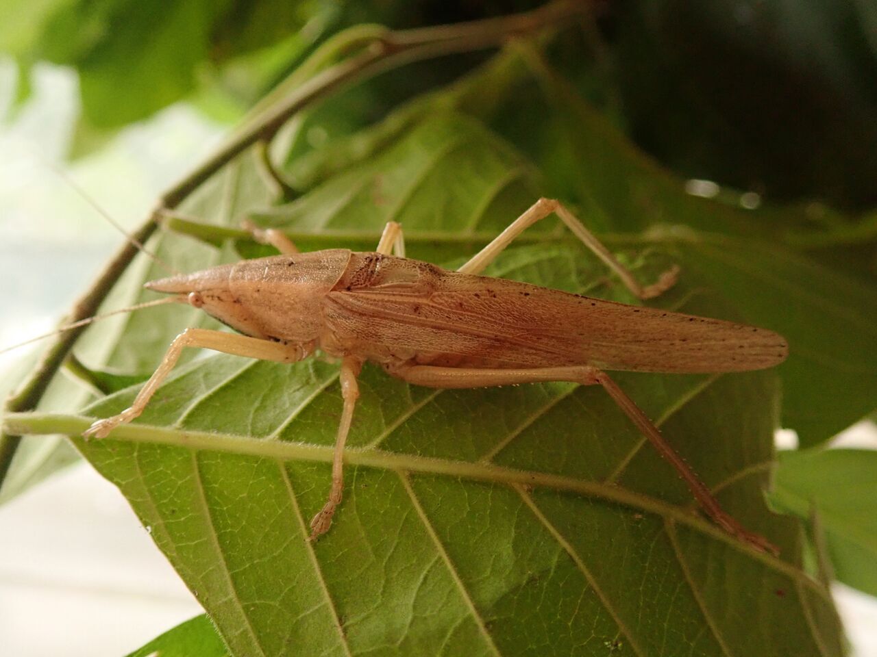 Lanista varelai Bolívar, 1906: male, Nguru Mts, Tanzania. (Otu).