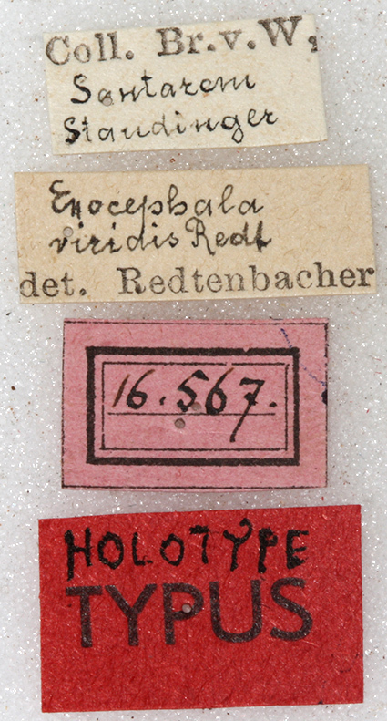 CollectionObject 1531549; NMW 16567, 80a718bc-8b25-477f-bae3-b4d7dcf80616: labels (syntype). (CollectionObject).