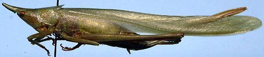 Neoconocephalus pahayokee Walker & Whitesell, 1978: female (allotype). (Otu).