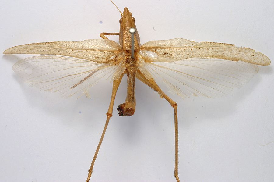 CollectionObject 1516849; 8a2eb62a-dc66-4f22-aee4-2f339258abee: male, dorsal view (holotype of Conocephalus alligatus). (CollectionObject).