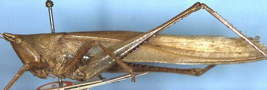 CollectionObject 1516854; 28ee2079-cde3-45f1-ad6f-72fcae72b39e: female, lateral view (holotype). (CollectionObject).