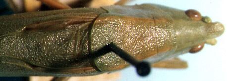 Neoconocephalus retusus (Scudder, 1878): male, dorsal view (paratype of Conocephalus atlanticus). (Otu).