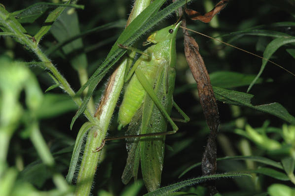 Neoconocephalus robustus (Scudder, 1862): 19-Aug-05. male (from Ohio, Licking County). (Otu).