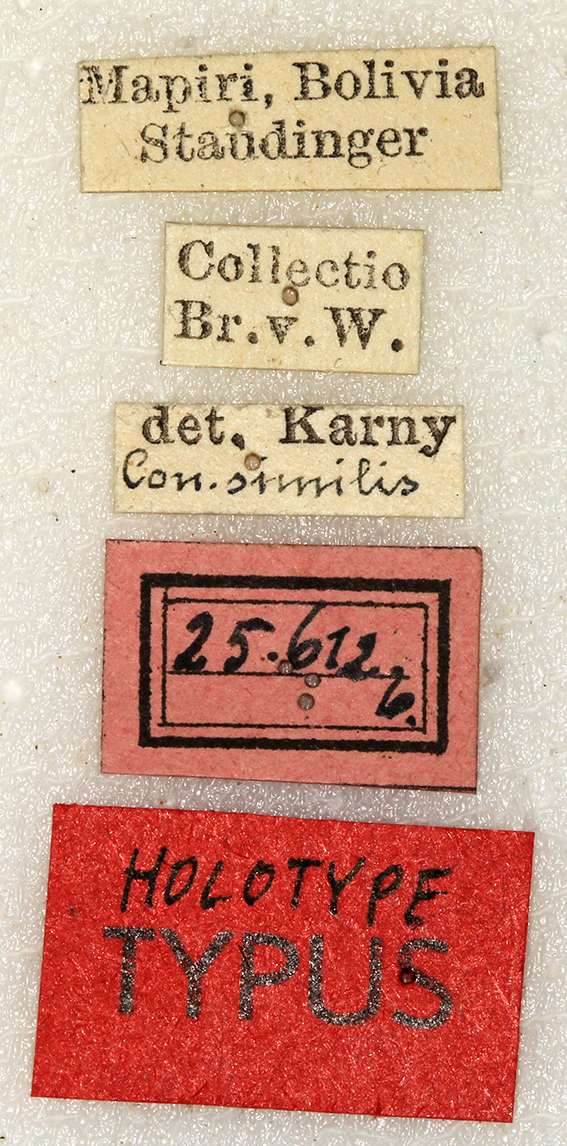 Orthoptera Species File - Neoconocephalus similis (Karny, 1907)